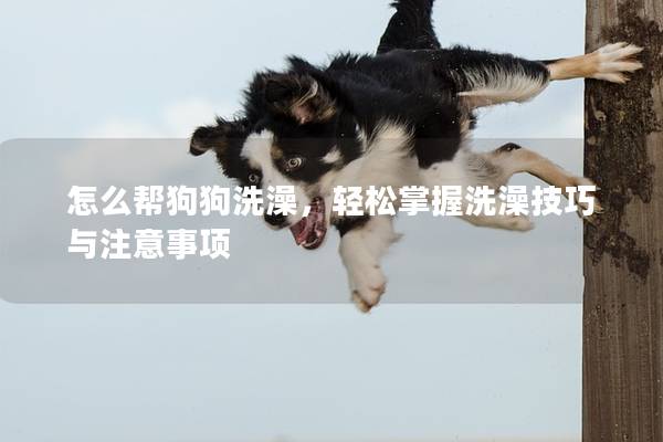 怎么帮狗狗洗澡，轻松掌握洗澡技巧与注意事项