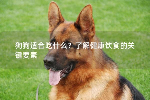 狗狗适合吃什么？了解健康饮食的关键要素