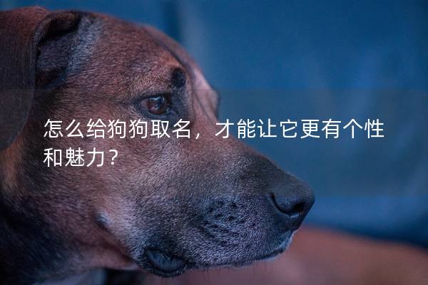 怎么给狗狗取名，才能让它更有个性和魅力？