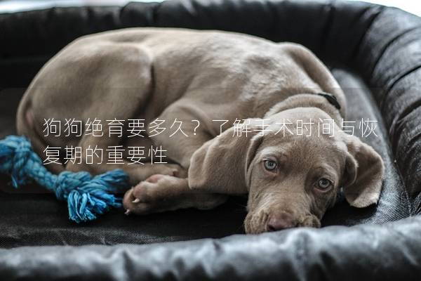 狗狗绝育要多久？了解手术时间与恢复期的重要性