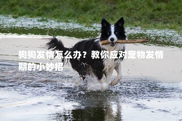 狗狗发情怎么办？教你应对宠物发情期的小妙招