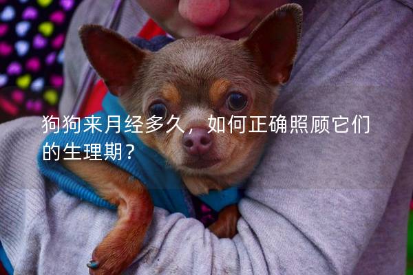 狗狗来月经多久，如何正确照顾它们的生理期？