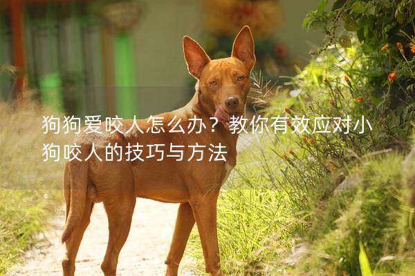狗狗爱咬人怎么办？教你有效应对小狗咬人的技巧与方法