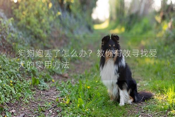 狗狗跑丢了怎么办？教你有效寻找爱犬的实用方法