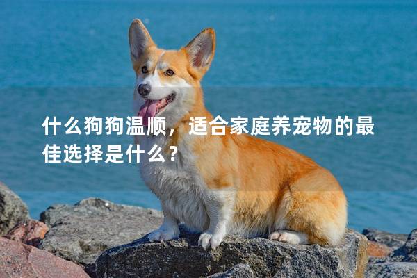 什么狗狗温顺,适合家庭养宠物的最佳选择是什么? 什么狗狗温顺,适合家庭养宠物的最佳选择是什么?