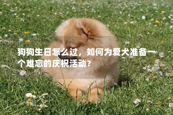 狗狗生日怎么过，如何为爱犬准备一个难忘的庆祝活动？