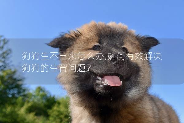 狗狗生不出来怎么办,如何有效解决狗狗的生育问题？