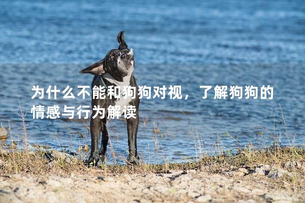 为什么不能和狗狗对视，了解狗狗的情感与行为解读