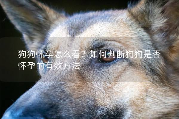 狗狗怀孕怎么看？如何判断狗狗是否怀孕的有效方法