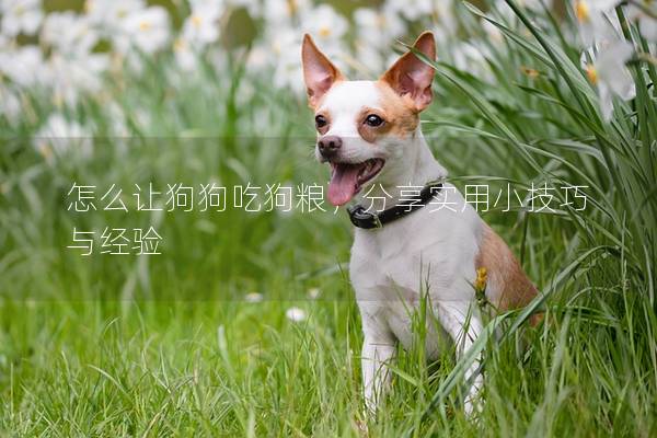 怎么让狗狗吃狗粮，分享实用小技巧与经验