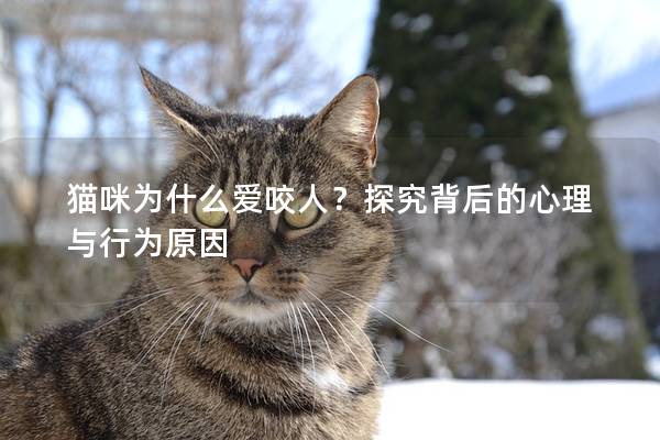 猫咪为什么爱咬人？探究背后的心理与行为原因