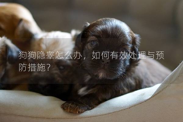 狗狗隐睾怎么办，如何有效处理与预防措施？