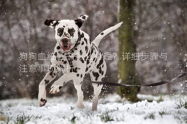 狗狗血统证书怎么办理？详细步骤与注意事项解析