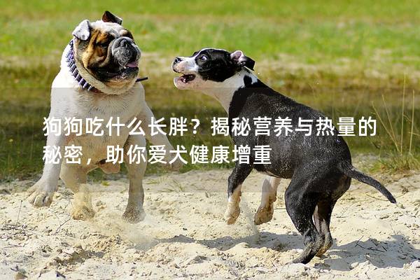 狗狗吃什么长胖？揭秘营养与热量的秘密，助你爱犬健康增重
