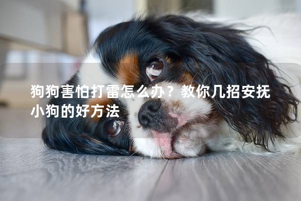 狗狗害怕打雷怎么办？教你几招安抚小狗的好方法