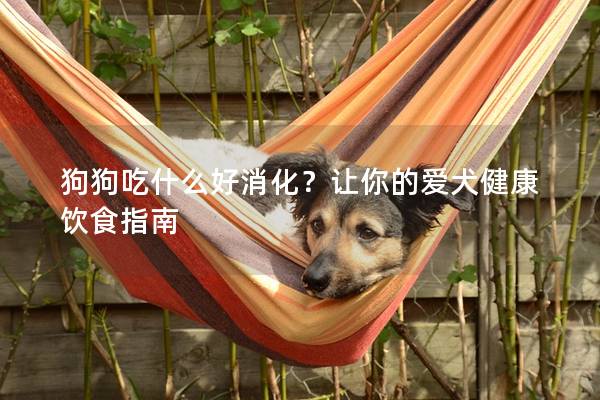 狗狗吃什么好消化？让你的爱犬健康饮食指南
