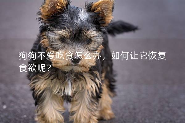 狗狗不爱吃食怎么办，如何让它恢复食欲呢？