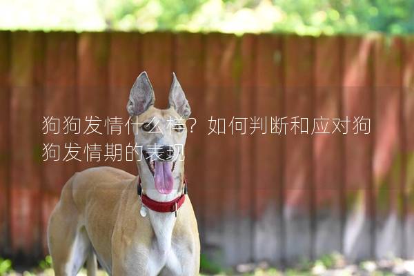 狗狗发情什么样？如何判断和应对狗狗发情期的表现