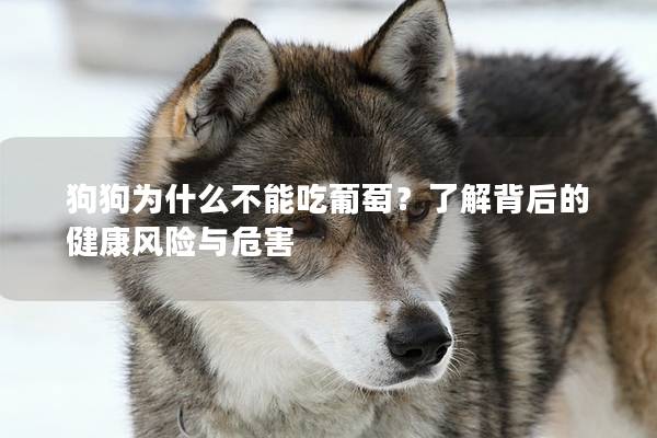 狗狗为什么不能吃葡萄？了解背后的健康风险与危害