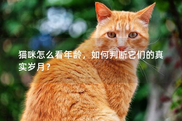猫咪怎么看年龄，如何判断它们的真实岁月？
