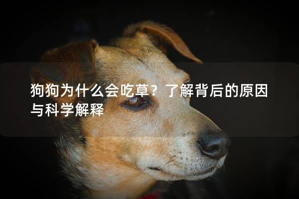 狗狗为什么会吃草？了解背后的原因与科学解释