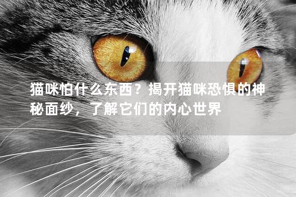 猫咪怕什么东西？揭开猫咪恐惧的神秘面纱，了解它们的内心世界