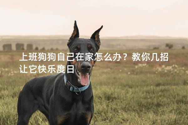 上班狗狗自己在家怎么办？教你几招让它快乐度日
