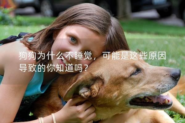 狗狗为什么不睡觉，可能是这些原因导致的你知道吗？