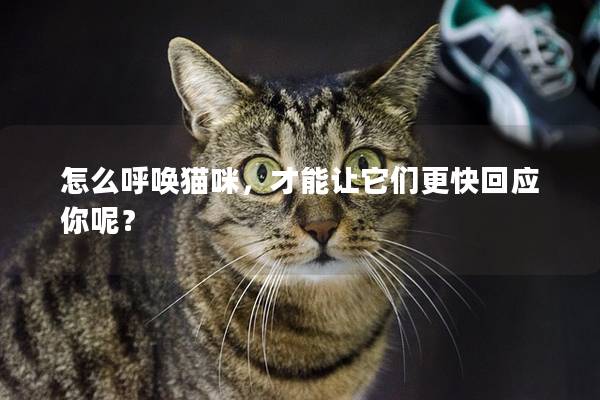 怎么呼唤猫咪，才能让它们更快回应你呢？
