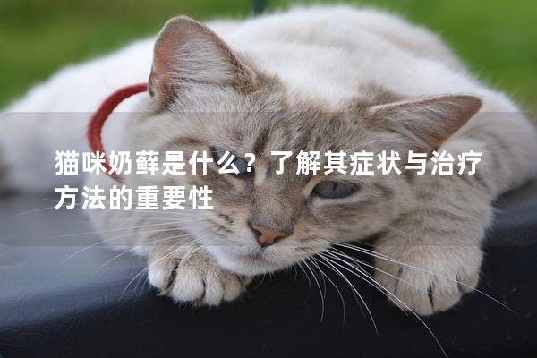 猫咪奶藓是什么？了解其症状与治疗方法的重要性