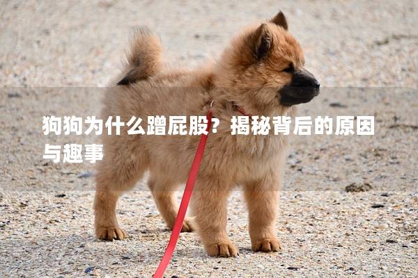 狗狗为什么蹭屁股？揭秘背后的原因与趣事