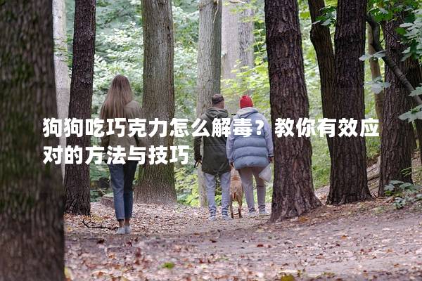 狗狗吃巧克力怎么解毒?教你有效应对的方法与技巧 狗狗吃巧克力怎么解毒?教你有效应对的方法与技巧