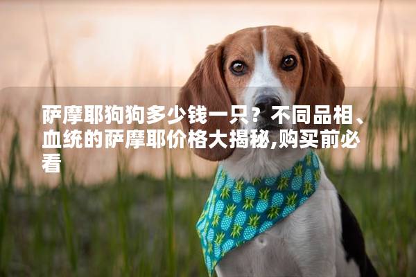 萨摩耶狗狗多少钱一只？不同品相、血统的萨摩耶价格大揭秘,购买前必看