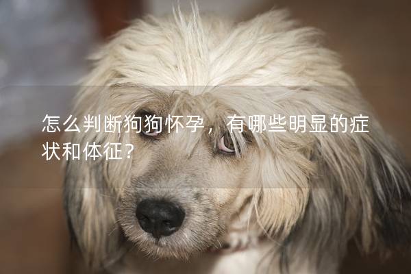 怎么判断狗狗怀孕,有哪些明显的症状和体征? 怎么判断狗狗怀孕,有哪些明显的症状和体征?
