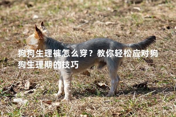 狗狗生理裤怎么穿？教你轻松应对狗狗生理期的技巧