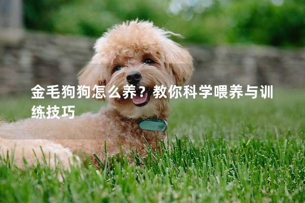 金毛狗狗怎么养？教你科学喂养与训练技巧