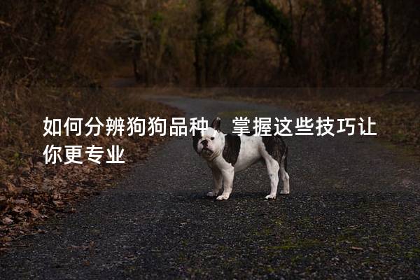 如何分辨狗狗品种，掌握这些技巧让你更专业