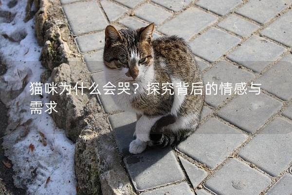 猫咪为什么会哭？探究背后的情感与需求