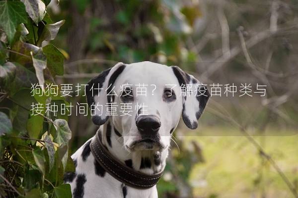 狗狗要打什么疫苗？了解疫苗种类与接种时间的重要性