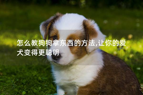 怎么教狗狗拿东西的方法,让你的爱犬变得更聪明
