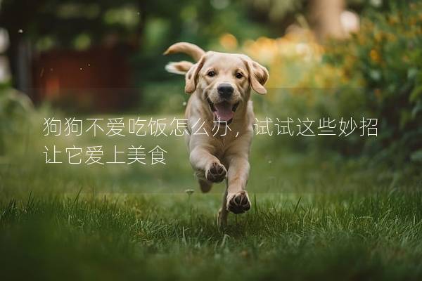 狗狗不爱吃饭怎么办，试试这些妙招让它爱上美食