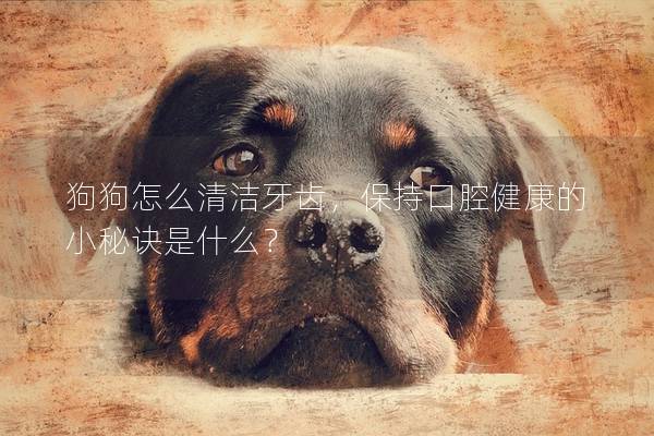 狗狗怎么清洁牙齿，保持口腔健康的小秘诀是什么？