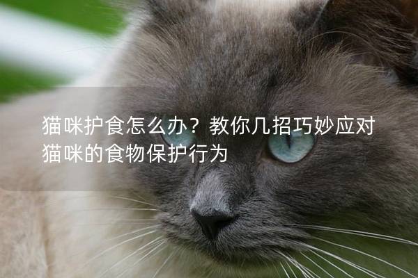 猫咪护食怎么办？教你几招巧妙应对猫咪的食物保护行为
