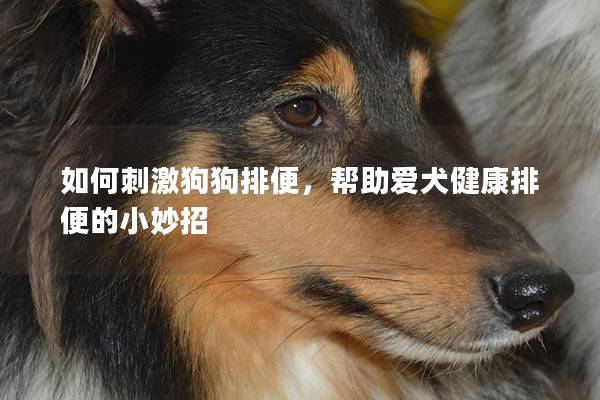 如何刺激狗狗排便,帮助爱犬健康排便的小妙招 如何刺激狗狗排便,帮助爱犬健康排便的小妙招