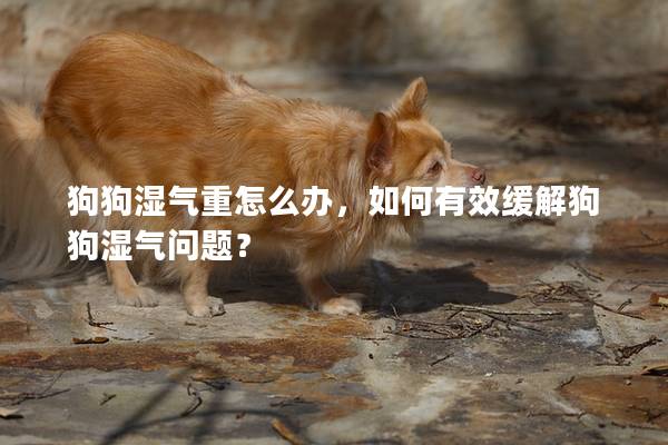狗狗湿气重怎么办，如何有效缓解狗狗湿气问题？