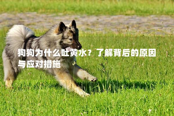 狗狗为什么吐黄水？了解背后的原因与应对措施