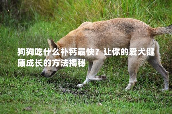 狗狗吃什么补钙最快？让你的爱犬健康成长的方法揭秘