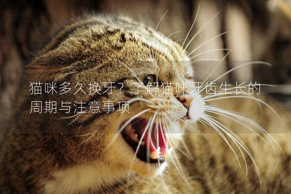 猫咪多久换牙？了解猫咪牙齿生长的周期与注意事项