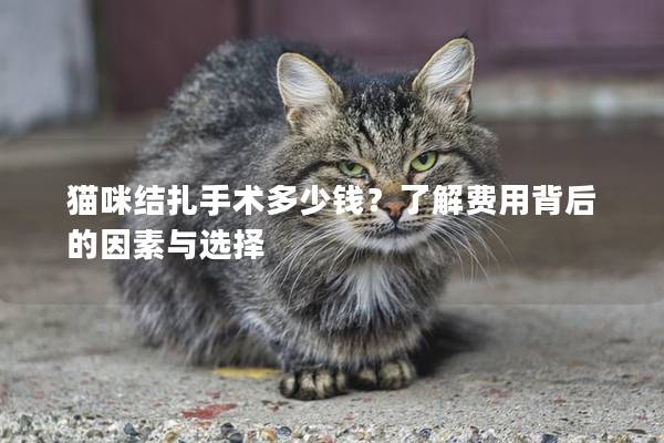 猫咪结扎手术多少钱？了解费用背后的因素与选择