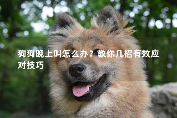 狗狗晚上叫怎么办？教你几招有效应对技巧